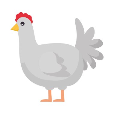 tavuk çiftlik hayvanı