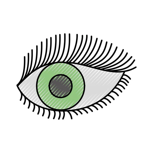 Schönes weibliches Auge weit geöffnet mit Augenbraue und Wimpern — Stockvektor
