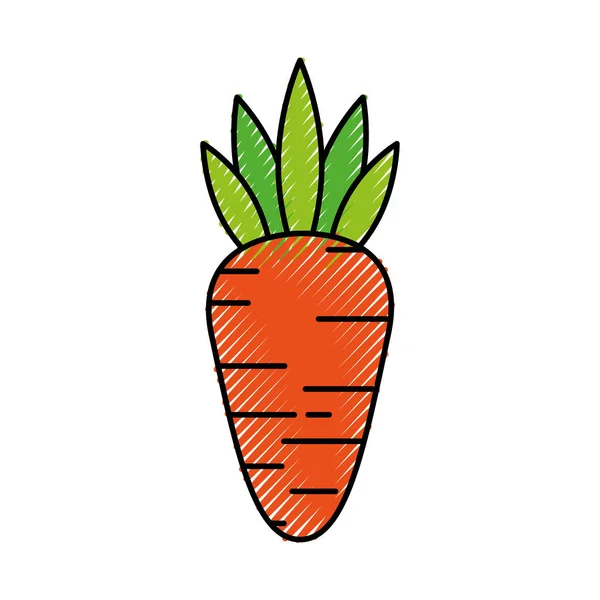 Colheita de cenoura vegetal nutrição alimentar — Vetor de Stock