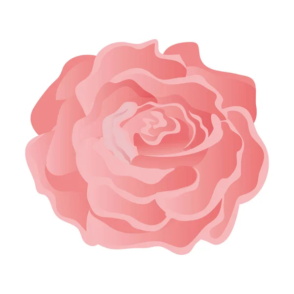 Belleza rosa aislado icono — Archivo Imágenes Vectoriales