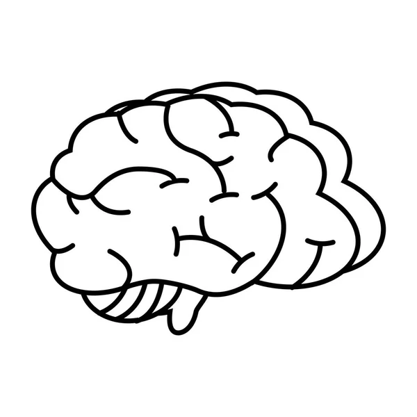 Орган людського мозку — стоковий вектор