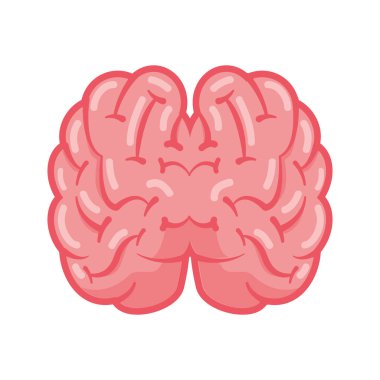 Üstten Görünüm insan beyni