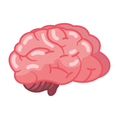 İnsan beyin organı