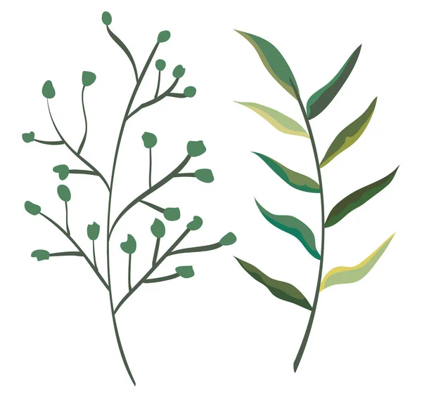 Conjunto de ramos exóticos folhas plantas estilo — Vetor de Stock