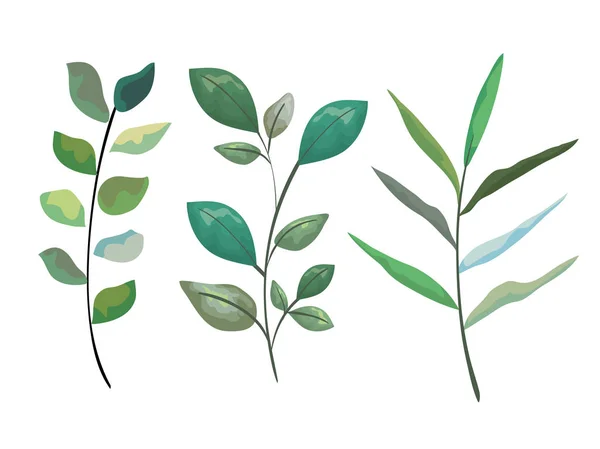 Set rami tropicali foglie piante — Vettoriale Stock