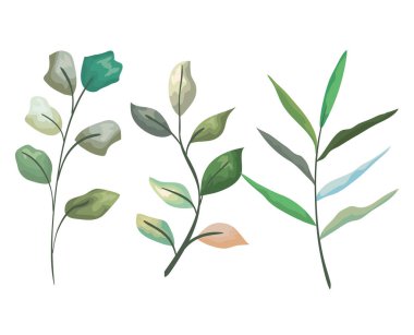 egzotik dalları yaprakları bitkiler ayarla