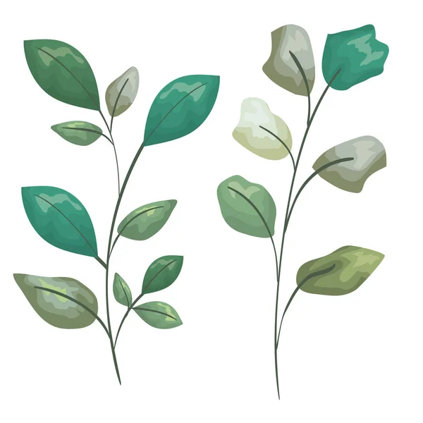 Установить экзотические растения с листьями — стоковый вектор