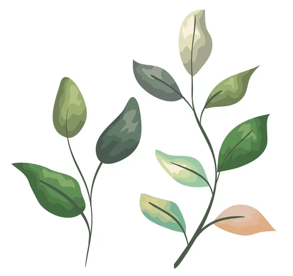 Установить экзотические растения с листьями — стоковый вектор