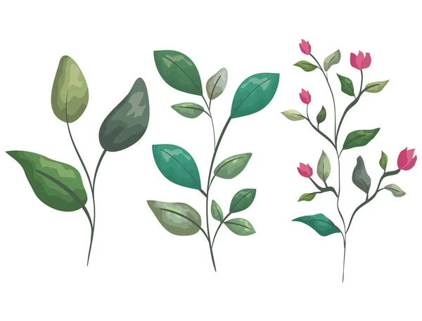 이국적인 꽃과 가지 잎 식물을 설정 — 스톡 벡터