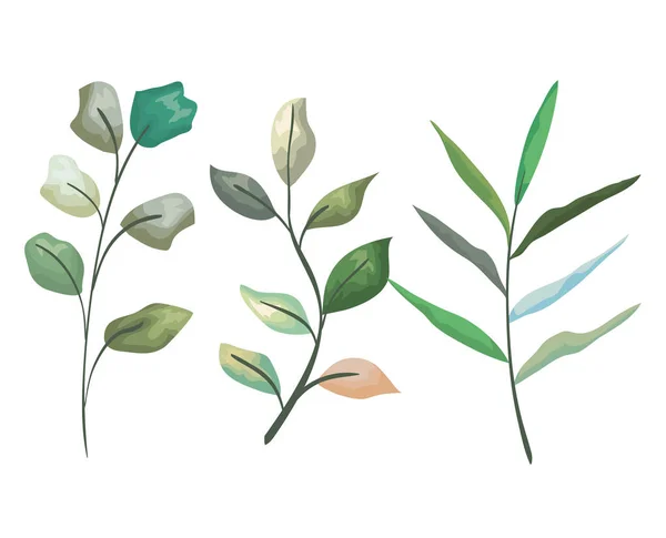 Установить экзотические ветви листья растений — стоковый вектор