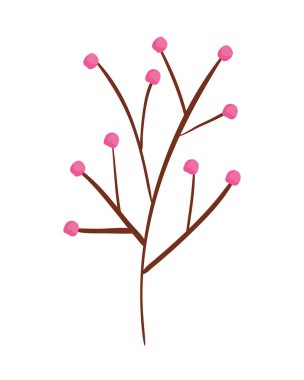 tohumlar bitki ile şube