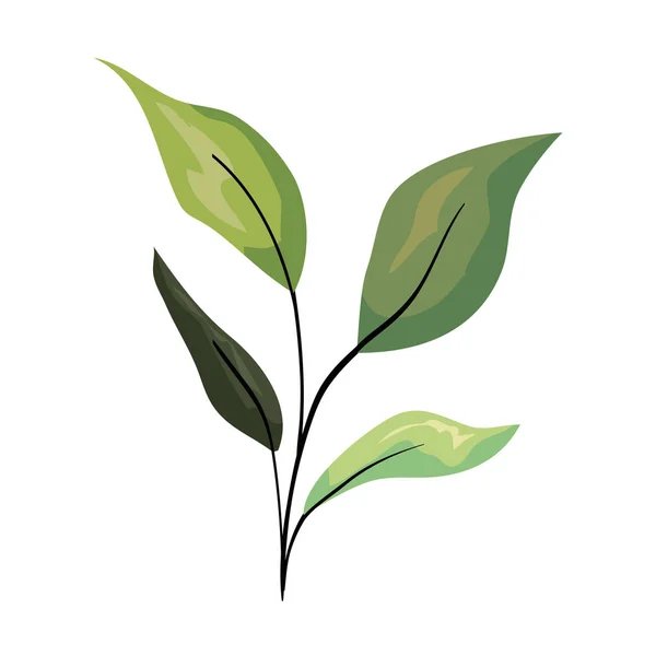 葉植物の分枝 — ストックベクタ