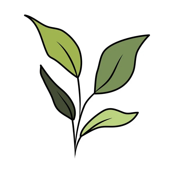 葉植物の分枝 — ストックベクタ