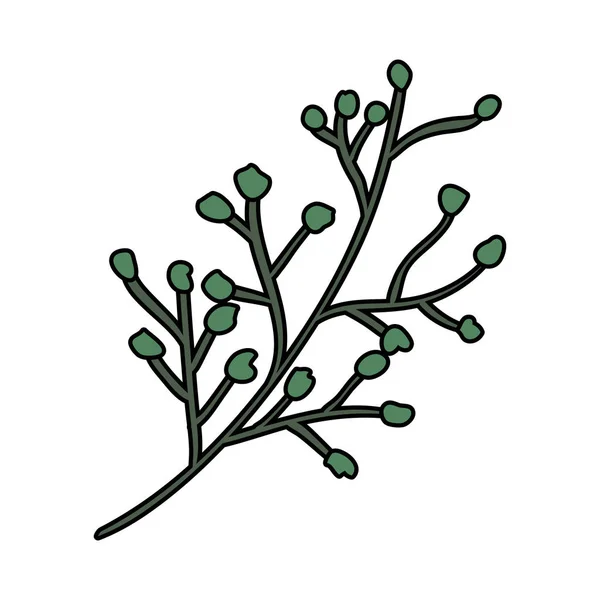 Branche avec graines plante — Image vectorielle