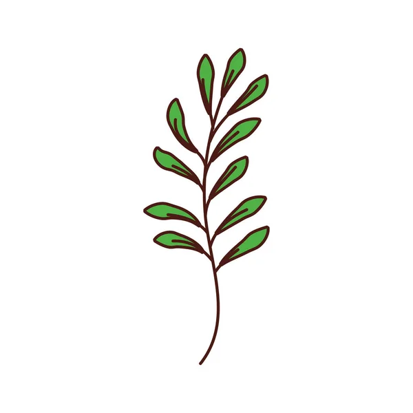 Planta ramo com folhas folhagem natural jardim —  Vetores de Stock