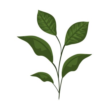 şube ile simge yapraklar