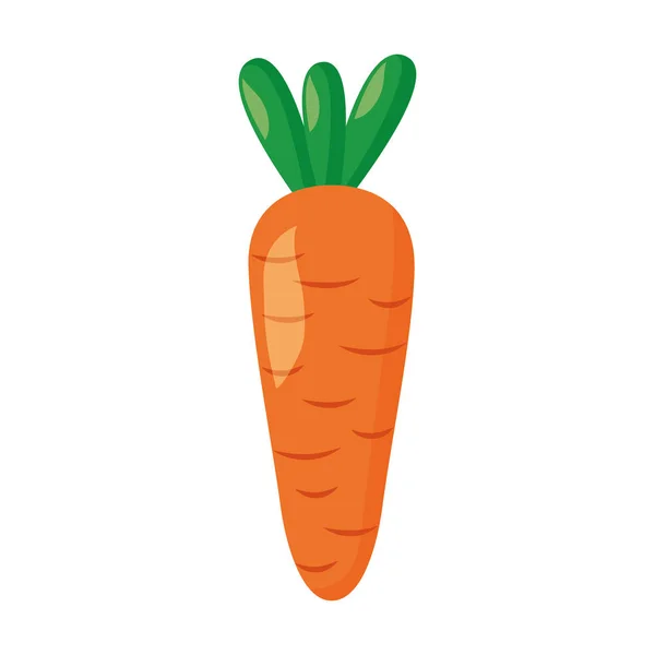 Karottengemüse frisch — Stockvektor