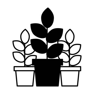 saksı bitkileri doğal dekorasyon süs