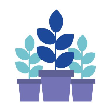 saksı bitkileri doğal dekorasyon süs