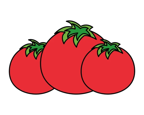 Tomatoes vegetable fresh — Stock Vector