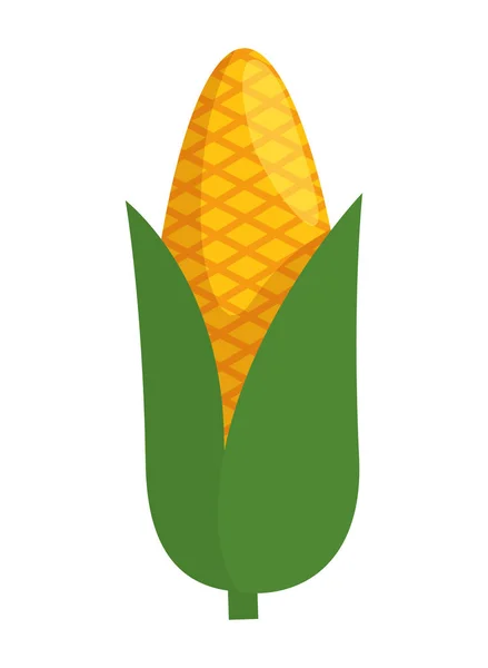 Corn cob vegetable icon — Stock Vector