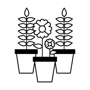 saksı çiçek dekorasyon