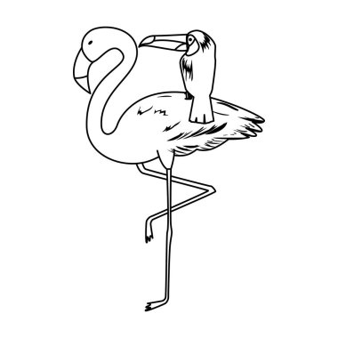 egzotik flaman ve toucan kuşlar