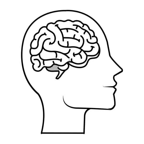 Profil z narządami ludzkimi mózgu — Wektor stockowy
