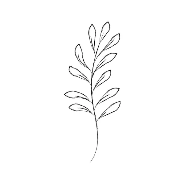 Pianta ramificata con foglie giardino fogliame naturale — Vettoriale Stock