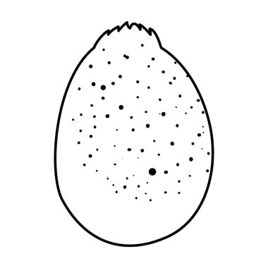 taze kivi egzotik meyve