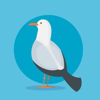 kanatları ve tüyleri ile güvercin kuş hayvan