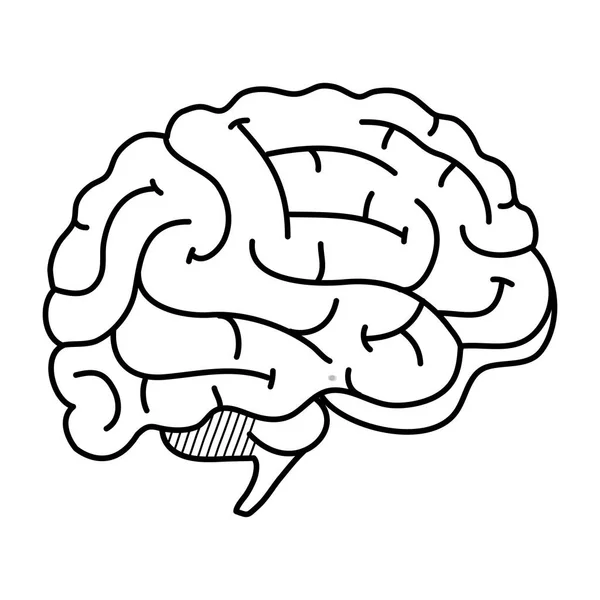 Icono del órgano humano del cerebro — Archivo Imágenes Vectoriales