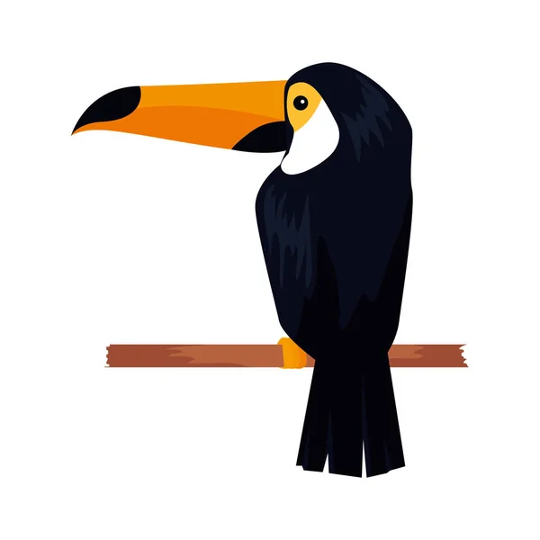 Beautiful exotic toucan bird — Stock Vector