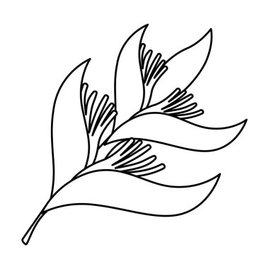 heliconia çiçek tropikal bitki