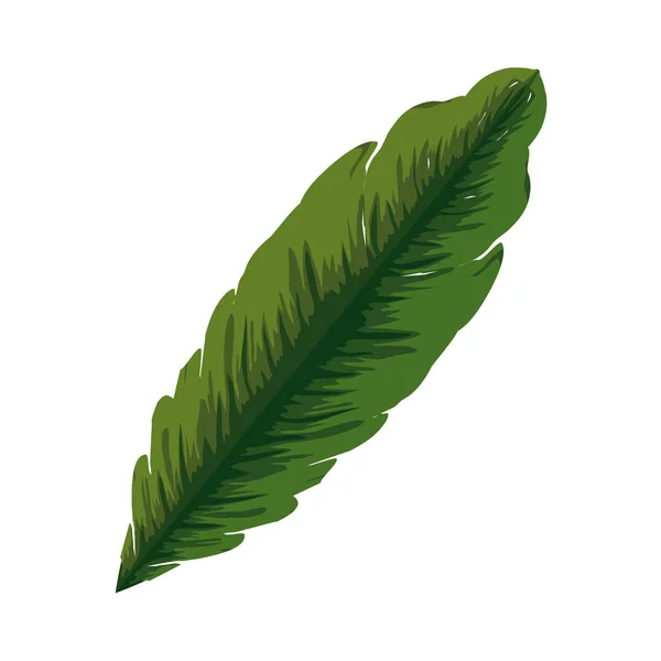 Feuille de palmier tropicale et exotique — Image vectorielle
