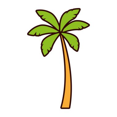 palmiye ağaç doğa