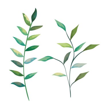 yaprak bitkileri ile doğa dalları ayarlamak