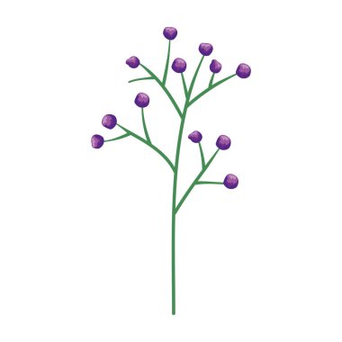 tohum doğal simgesi olan şube