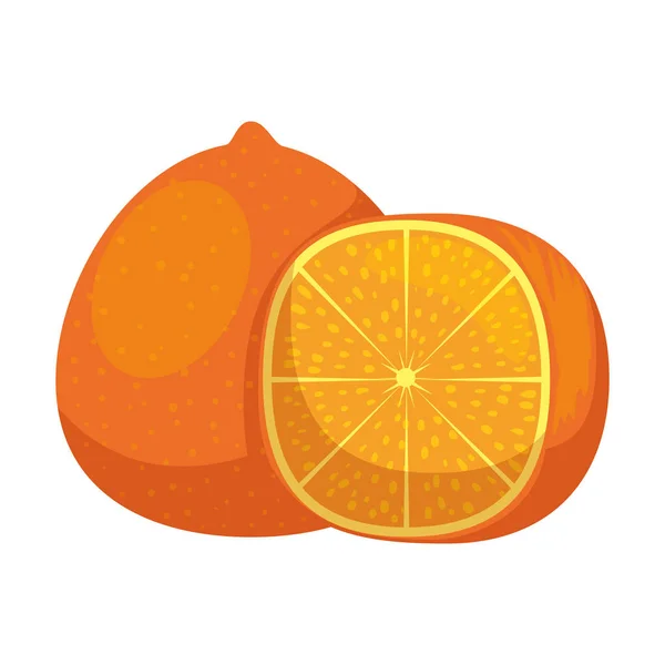 Cítricos frescos de mandarina — Vector de stock