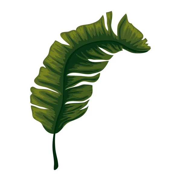 Тропічний і екзотичний пальмовий лист — стоковий вектор