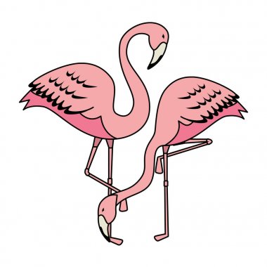 zarif flamingolar kuşlar Çift