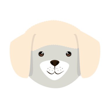 sevimli köpek ırkı kafa karakteri