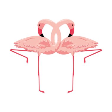 egzotik flaman çift kuşlar