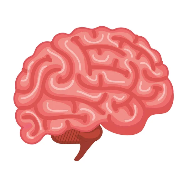 Icono del órgano humano del cerebro — Vector de stock