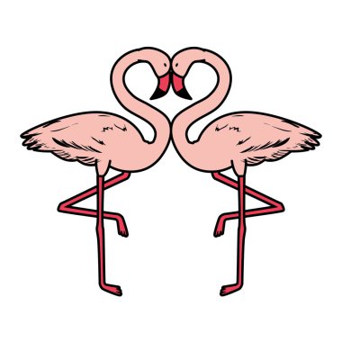 egzotik flaman çift kuşlar