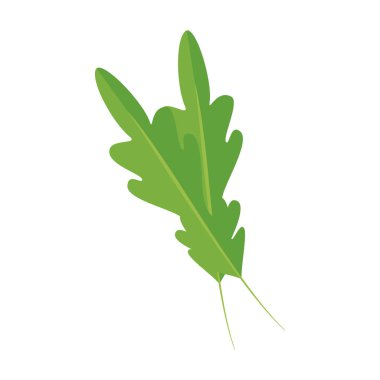 taze kişniş sağlıklı gıda