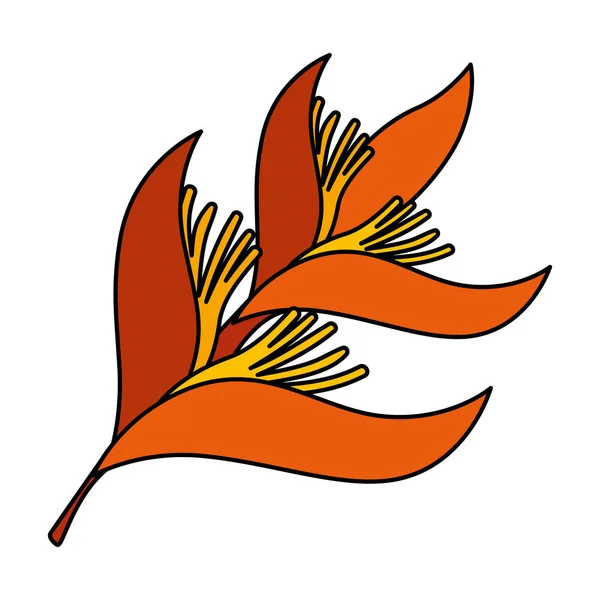 Heliconia bloem tropische plant — Stockvector