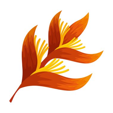 heliconia çiçek tropikal bitki