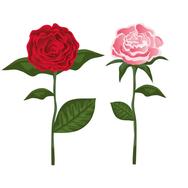 Установить красоту розы растений с листьями природы — стоковый вектор