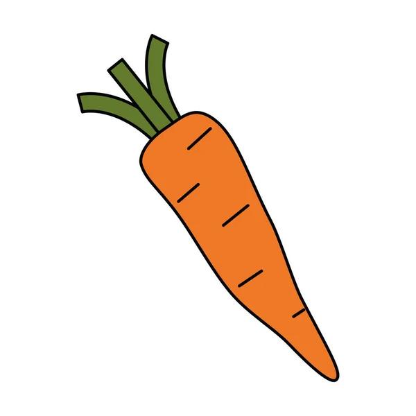 Verse wortel vegetarisch eten — Stockvector